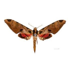 ADHEMARIUS MEXICANUS ADHEMARIUS MEXICANUS